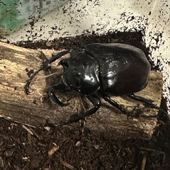 マルスゾウカブトペアの画像