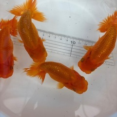 金魚 ★らんちゅう 当歳★ ☆1匹800円☆ 約10cm前後の画像