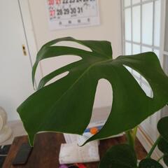 観葉植物の画像