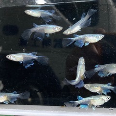 幹之ヒレ長　写真1枚目2枚目現物です❣️3枚目種親です❣️❣️　若魚　!　メダカ　めだか　1匹100円❗️選外！残り10匹程度です❣️の画像