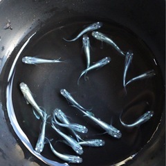 幹之ヒレ長　写真1枚目2枚目現物です❣️3枚目種親です❣️❣️　若魚　!　メダカ　めだか　1匹100円❗️選外！残り10匹程度です❣️の画像