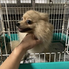 ポメラニアン