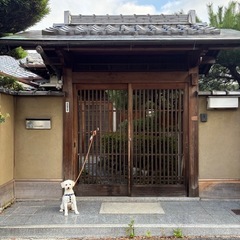 とゆの画像