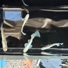 メダカ　エメキンの画像