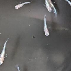 王妃 アルビノ 稚魚 幼魚10匹の画像