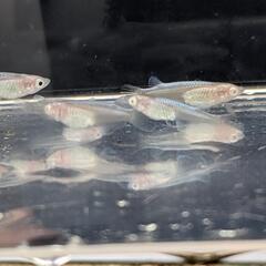 王妃 アルビノ 稚魚 幼魚10匹の画像