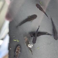 五式typeR稚魚 幼魚10匹の画像