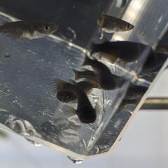 五式typeR稚魚 幼魚10匹の画像