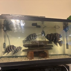 熱帯魚引き取ります！