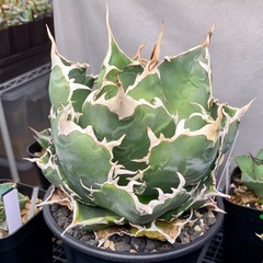 アガベ【白鯨】中大株の画像