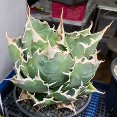 アガベ【白鯨】中大株の画像