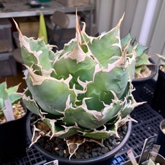 アガベ【白鯨】中大株の画像