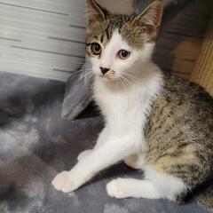 子猫里親募集
