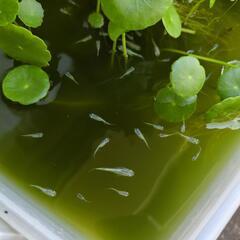 自由研究にも🩵オマケでみゆきメダカ稚魚🩵🩵7/25限定！🩵水草🩵ウォーターマッシュルーム🩵ウォーターコインの画像