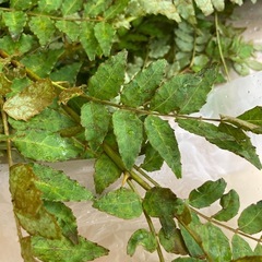 山椒　サンショウ　無農薬　アゲハ　幼虫　餌の画像