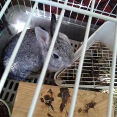 ネザーランドドワーフ - 藤岡市