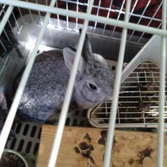 ネザーランドドワーフ - その他