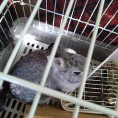 ネザーランドドワーフ − 群馬県