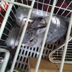 ネザーランドドワーフ - 里親募集