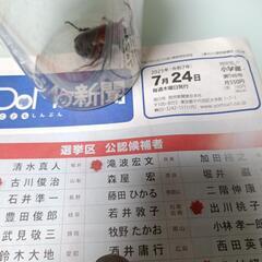 終了【天然カブトムシ♂1匹限定】｜顔にクモの巣・蚊・ハチ・暗闇の中で捕獲！生きの良さMAX・保証＆親子協力の結果の画像