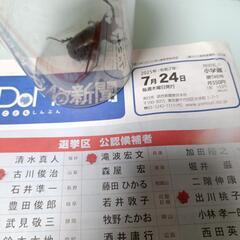 終了【天然カブトムシ♂1匹限定】｜顔にクモの巣・蚊・ハチ・暗闇の中で捕獲！生きの良さMAX・保証＆親子協力の結果の画像