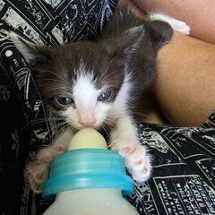 近所の方から、野良ちゃんが赤ちゃん産んだので保護して里親探しを依...