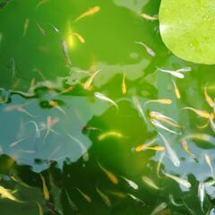メダカ（ミックス）の画像