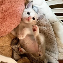 シャムミックスのブルーアイの女の子 生後1ヶ月半