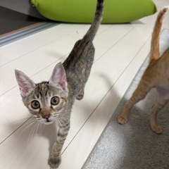 ３ヶ月の女の子