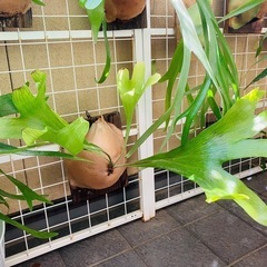 ビカクシダ　berserkerの画像