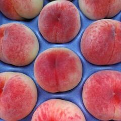 しのおかの桃　愛知白　20個入1箱(大箱)　税込4000円の画像