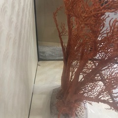 赤珊瑚の原木（サンゴの置物）の画像