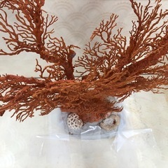 赤珊瑚の原木（サンゴの置物）の画像