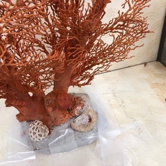 赤珊瑚の原木（サンゴの置物）の画像