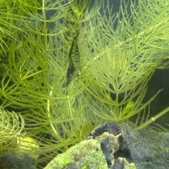 ミナミヌマエビ10匹　大小様々の画像