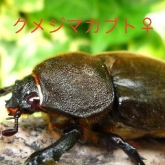 クメジマカブト　レッドアイ　新成虫　♂単の画像