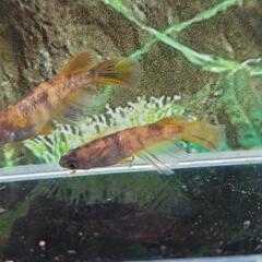 めだか　メダカ　金閣の稚魚の画像