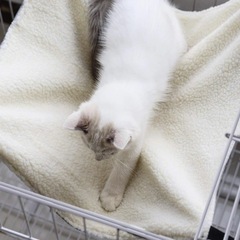 ネコ用ハンモックの画像