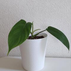 フィロデンドロン　フロリダゴースト　観葉植物　インテリアの画像