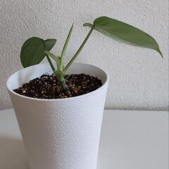 フィロデンドロン　フロリダゴースト　観葉植物　インテリアの画像