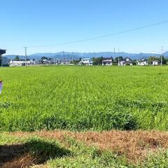 無人販売〜本日終了！の画像
