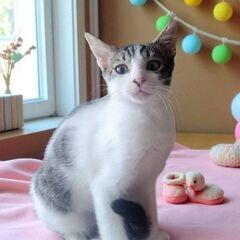 7月27日(日)三鷹で猫の譲渡会💐🌟🩷新たな子猫特集🩵☄️…