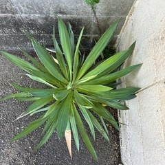 ユッカ・アロイフォリアの画像