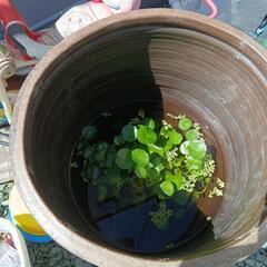 つぼの画像