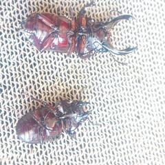 赤レギウス　紅帝改　ペア　即ブリの画像