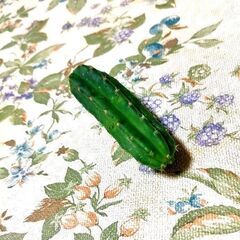  ◆サンペドロ トリコケレウス サボテン 多肉植物 カット苗 9cmの画像