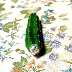  ◆サンペドロ トリコケレウス サボテン 多肉植物 カット苗 9cmの画像