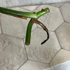 斑入りモンステラ の画像