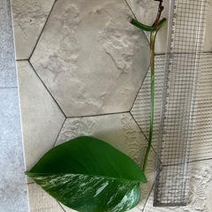 斑入りモンステラ の画像
