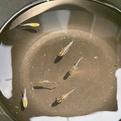 メダカ自宅販売の画像